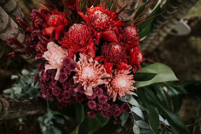 Close-up of red flowering plant