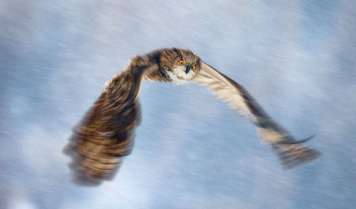 Close-up of owl flying against sky during winter