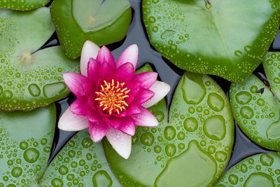High angle view of lotus water lily