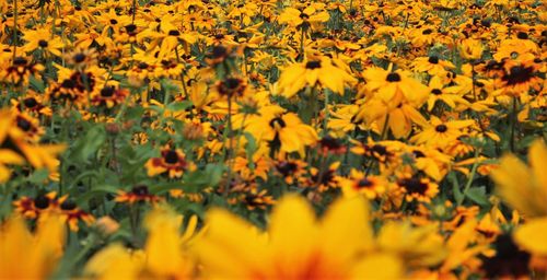 Close-up of yellow flowers blooming in field