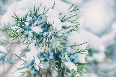 Close-up of frozen tree branch during winter