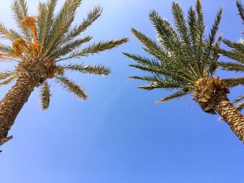 Low angle view of palm tree against blue sky