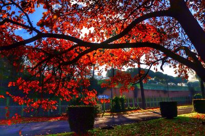 Trees in park