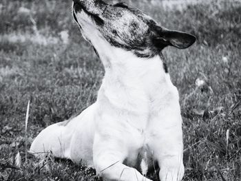 Close-up of dog sitting on field