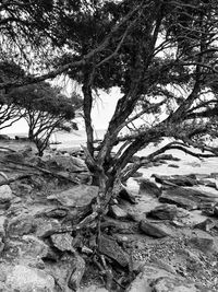 Tree branches against blurred background