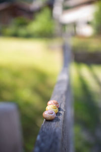 Close-up of leaf on wood at park