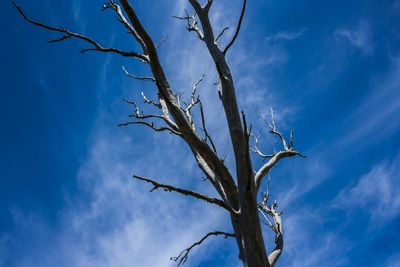 Low angle view of bare tree against blue sky