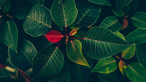 Close-up of green leaves