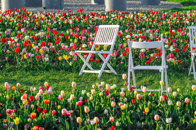 Beautiful bright colorful multicolored blooming tulips on spring flower farm field. photo area.