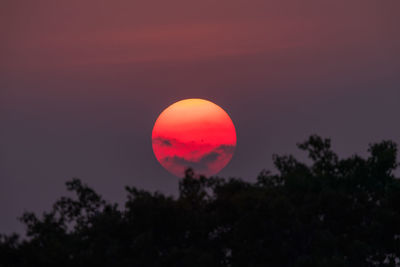 Low angle view of silhouette trees against orange sky