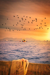 Flock of birds flying over sea