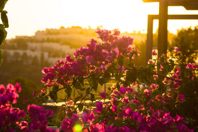 Close-up of bougainvillea