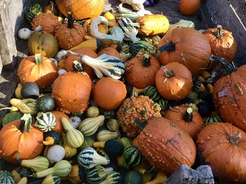 Fall pumpkins 