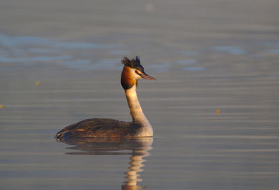 Bird perching on lake