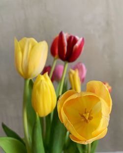 Close-up of yellow tulips