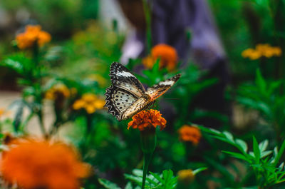 Close-up of butterfly pollinating on orange flower