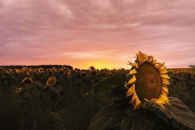 Scenic view of sunflower field against sky during sunset