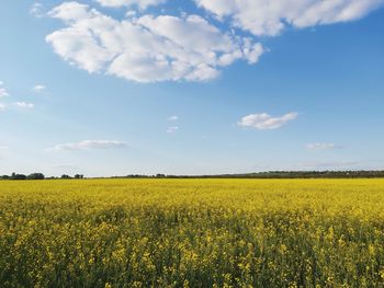 Scenic view of oilseed rape field against sky