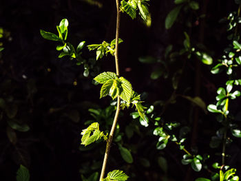 Close-up of plant