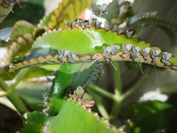 Pianta medicinale, la mamma dei mille, kalanchoe daigremontiana