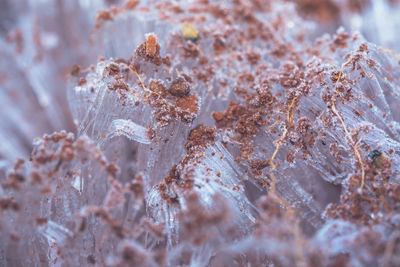 Close-up of dry plant