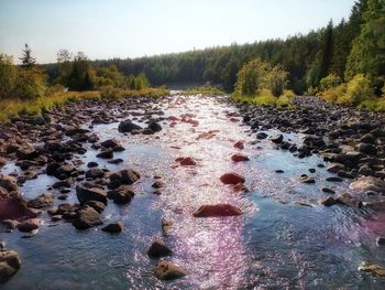 View of stream flowing through rocks in forest