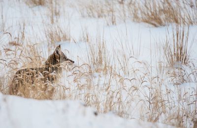 Side view of wolf on snow covered land by plants