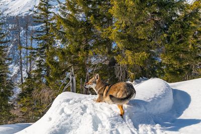 View of an animal on snow covered land