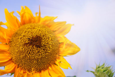 Close-up of sunflower