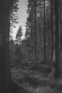 View of trees in forest