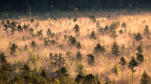 Pine trees in forest against sky