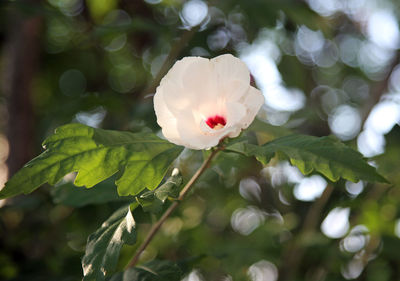 Close-up of white flowering plant