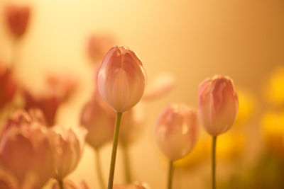 Close-up of tulip buds