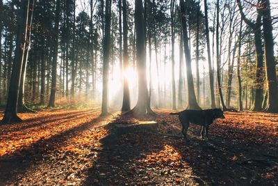 Dog by trees in forest