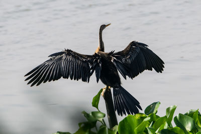 Bird flying over the sea