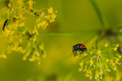 Close-up of insect on flower