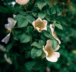 Close-up of rose flowering plant