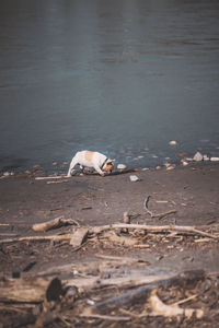 View of a dog on beach