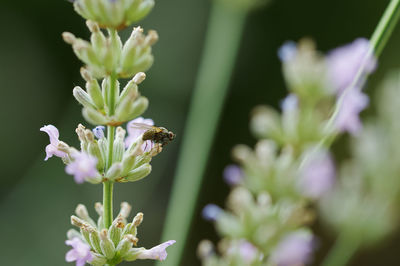 Close-up of insect on purple flower