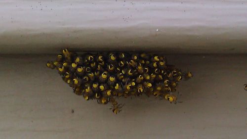 Close-up of yellow flowering plant against wall