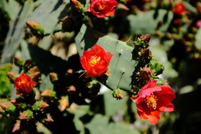 Close-up of red flowering plant