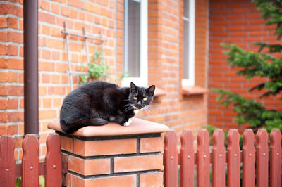 Stray cat sitting on railing against house