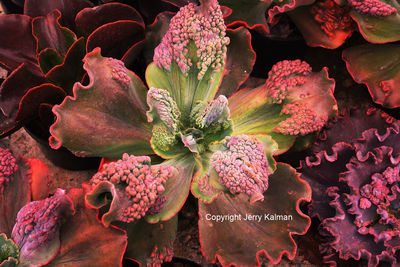 Close-up of pink flowers