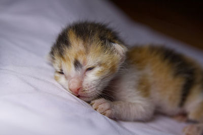 Close-up of kitten relaxing on bed