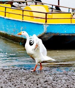 Seagull on a boat