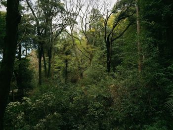 Trees in forest