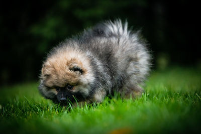 Portrait of dog on grass