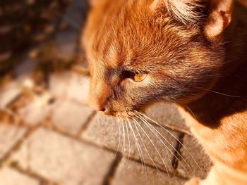 Close-up of a cat looking away