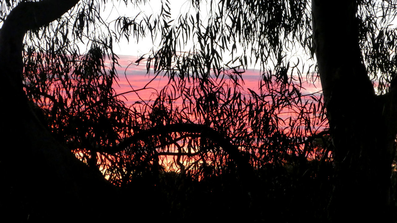 SILHOUETTE OF TREES DURING SUNSET