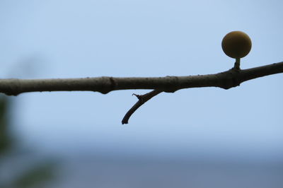 Low angle view of tree against sky